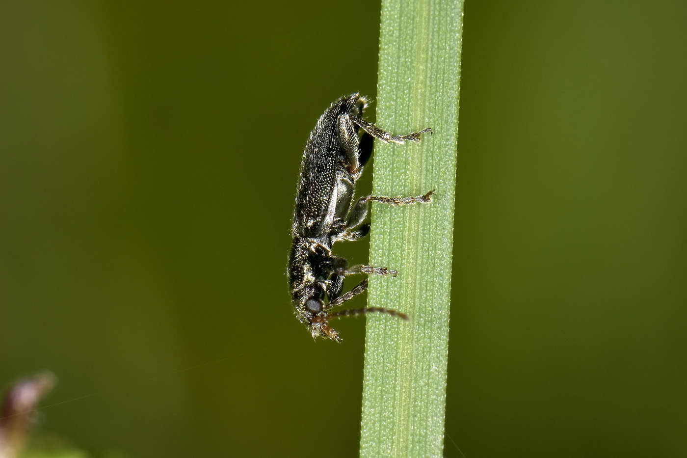 Chrysomelidae: Orsodacne sp.? S, O. humeralis
